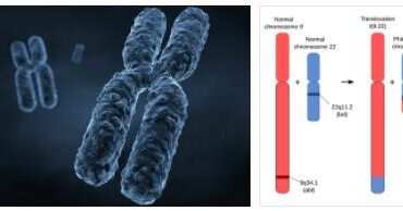 Chromosome Mutation